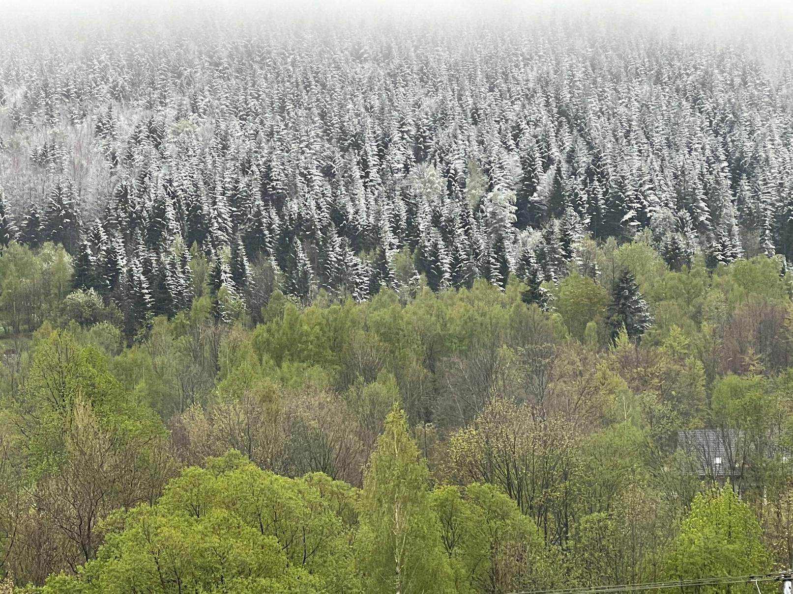 Śnieg i leśna cisza